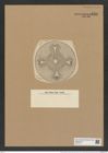 Aulacodiscus lollittianus var. jutlandicus (Kitton.) Rattr. (de-Toni-Nr.: Genus 182, Species 4563) Zeichnungen Sammlung Grunow Nr. 8184 (NHMW-BOT-W0377561)
